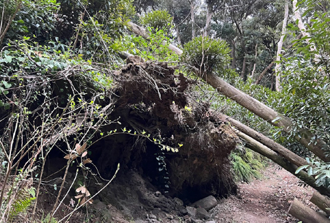 日吉神社裏の倒木