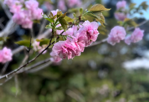 母の残した八重桜