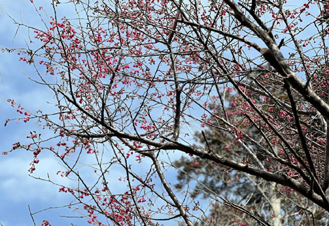 風の道の桜